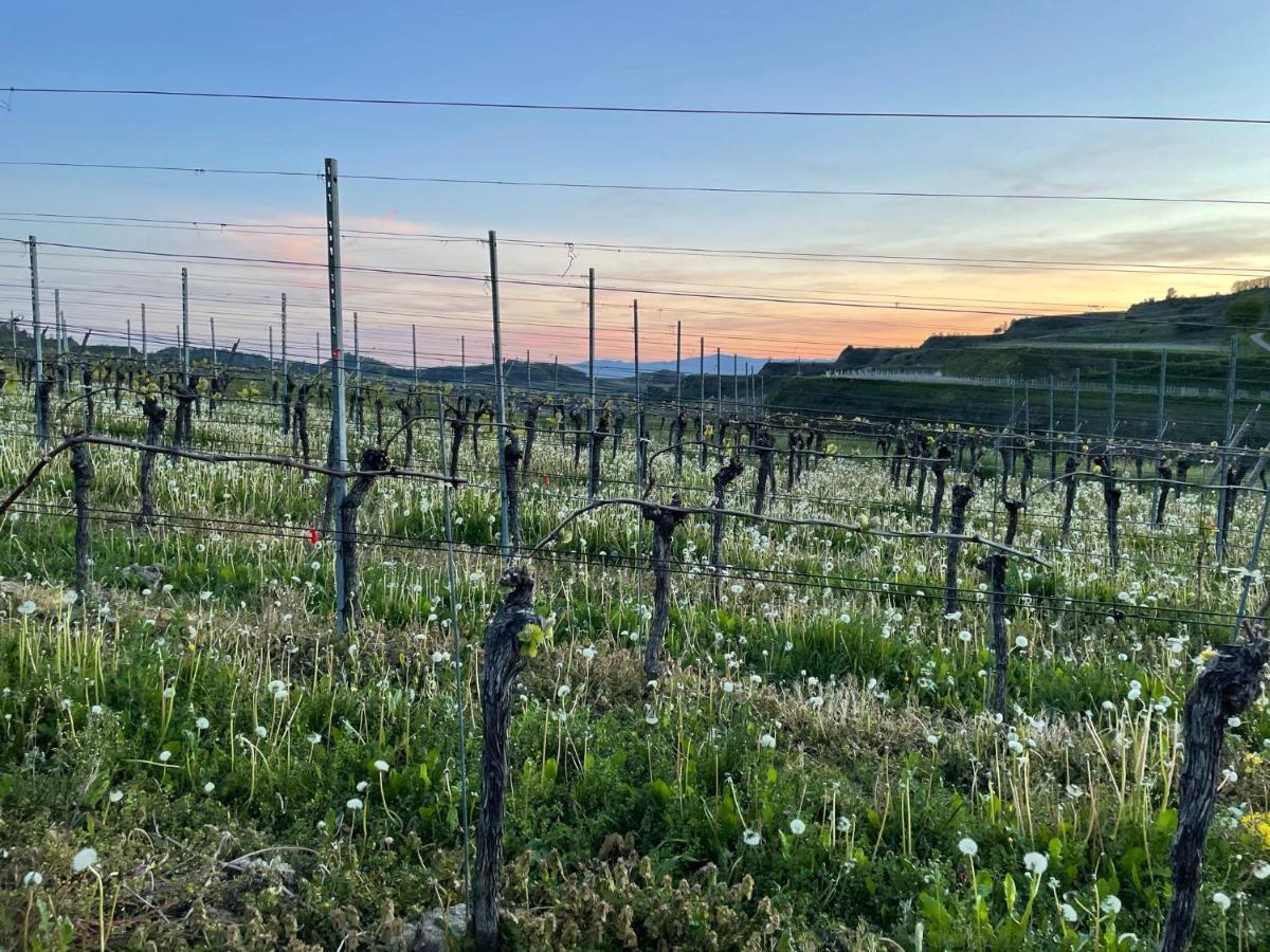 Apartament Weingut & Strausswirtschaft Vogel Vogtsburg im Kaiserstuhl Zewnętrze zdjęcie