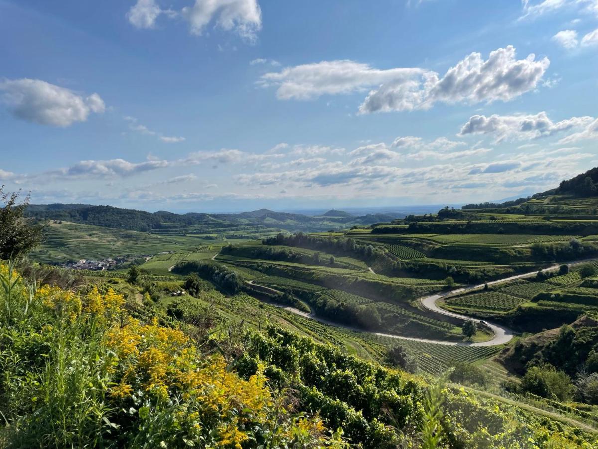 Apartament Weingut & Strausswirtschaft Vogel Vogtsburg im Kaiserstuhl Zewnętrze zdjęcie