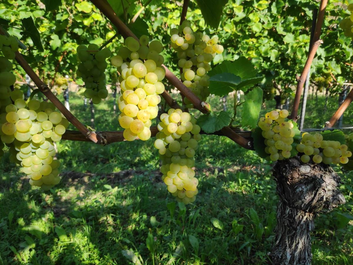 Apartament Weingut & Strausswirtschaft Vogel Vogtsburg im Kaiserstuhl Zewnętrze zdjęcie