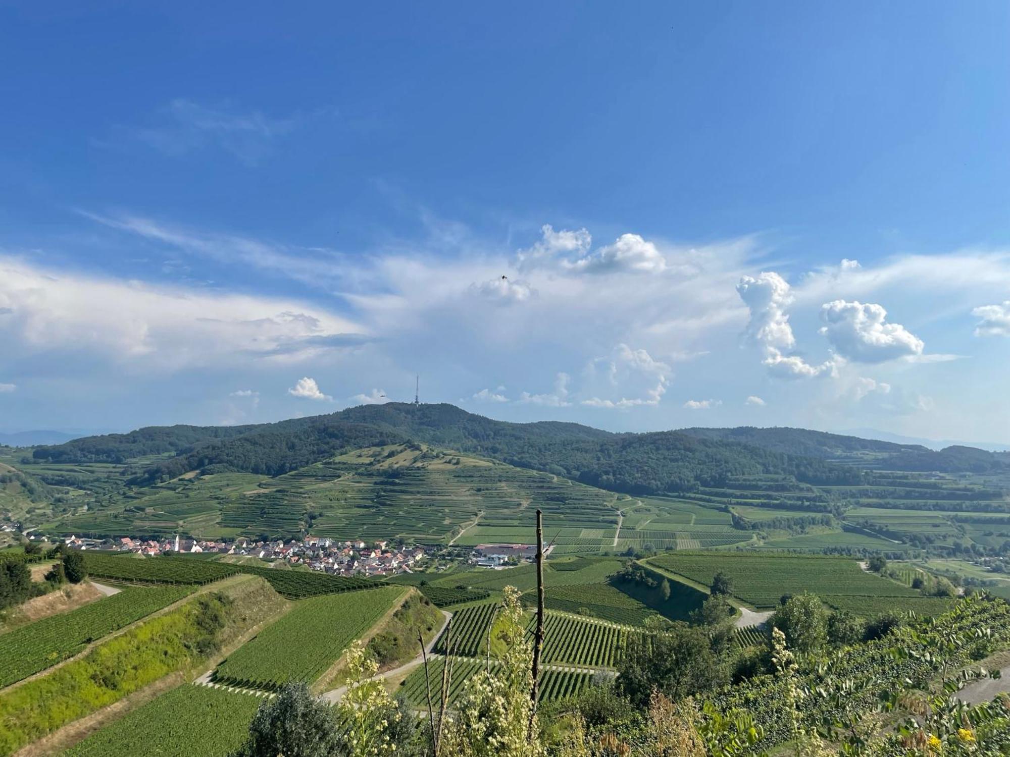 Apartament Weingut & Strausswirtschaft Vogel Vogtsburg im Kaiserstuhl Zewnętrze zdjęcie